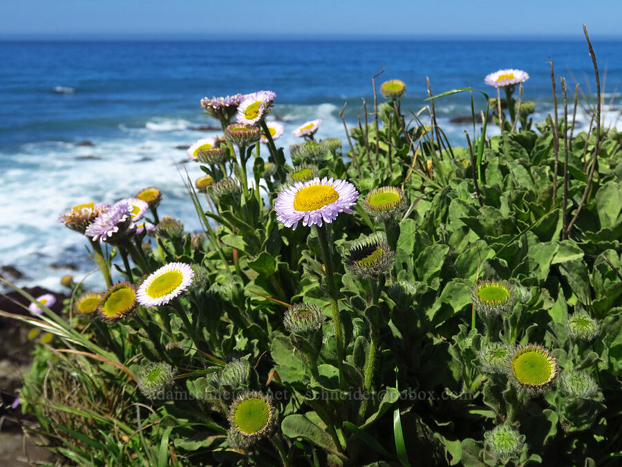 seaside daisies/fleabane (Erigeron glaucus) [Fiscalini Ranch Preserve, Cambria, San Luis Obispo County, California]