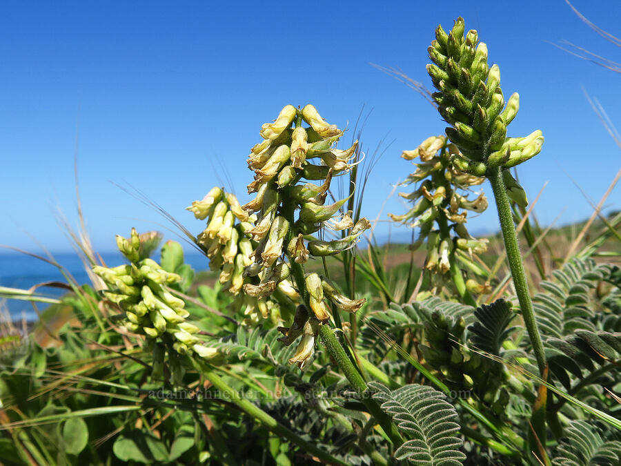 Nuttall's milk-vetch (Astragalus nuttallii) [Fiscalini Ranch Preserve, Cambria, San Luis Obispo County, California]