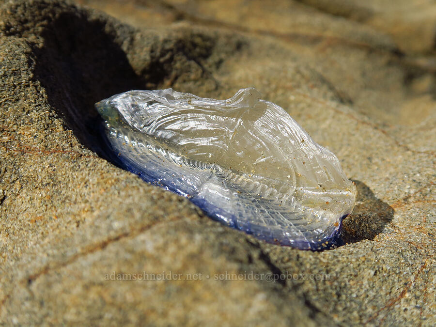 by-the-wind sailor (velella) (Velella velella) [Fiscalini Ranch Preserve, Cambria, San Luis Obispo County, California]