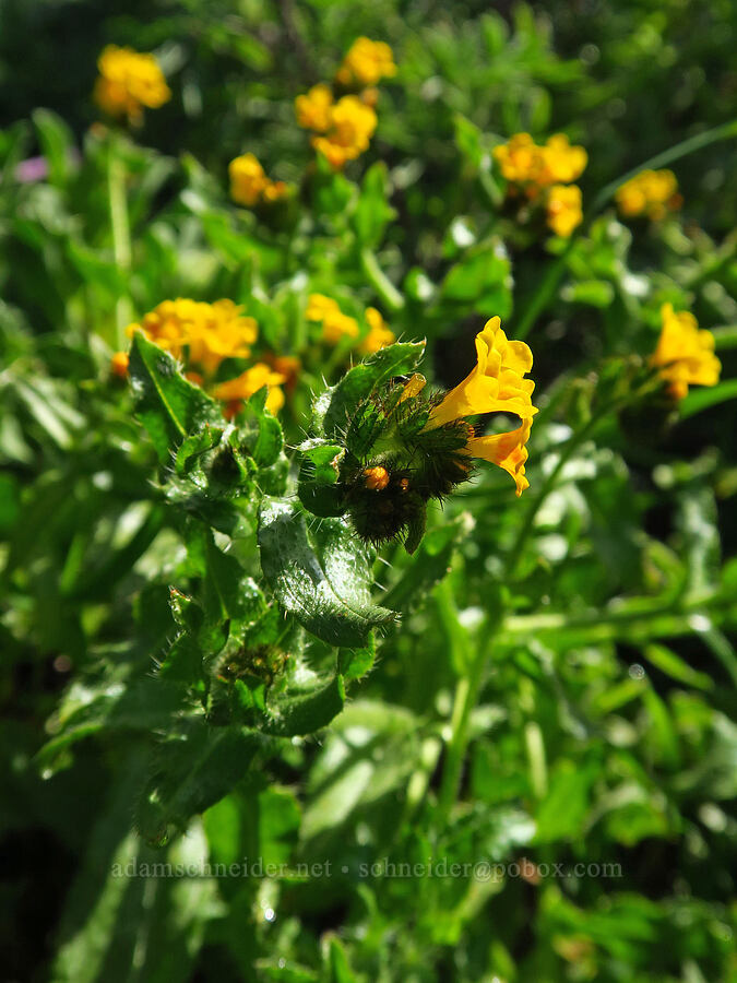 seaside fiddleneck (Amsinckia spectabilis) [Fiscalini Ranch Preserve, Cambria, San Luis Obispo County, California]