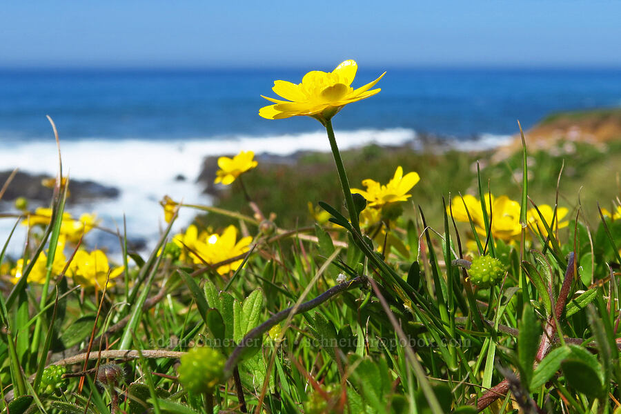 California buttercups (Ranunculus californicus) [Fiscalini Ranch Preserve, Cambria, San Luis Obispo County, California]