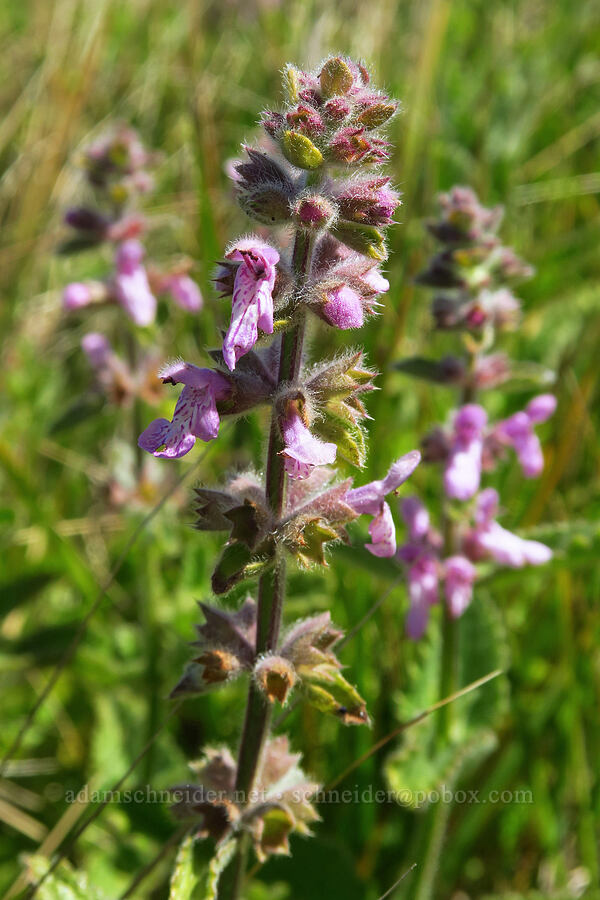 bugle hedge-nettle (Stachys ajugoides) [Fiscalini Ranch Preserve, Cambria, San Luis Obispo County, California]