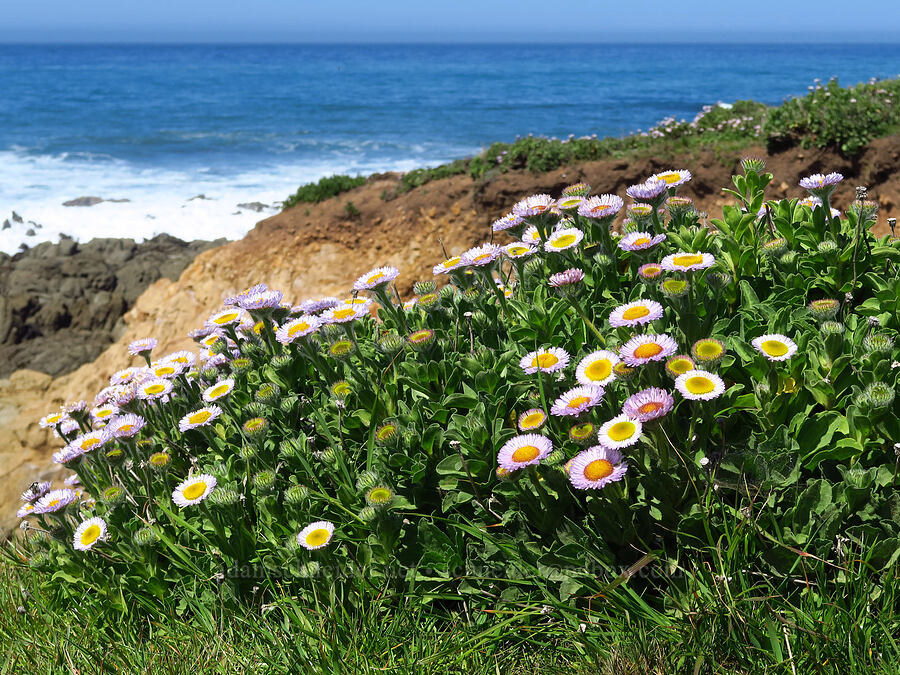 seaside daisies/fleabane (Erigeron glaucus) [Fiscalini Ranch Preserve, Cambria, San Luis Obispo County, California]