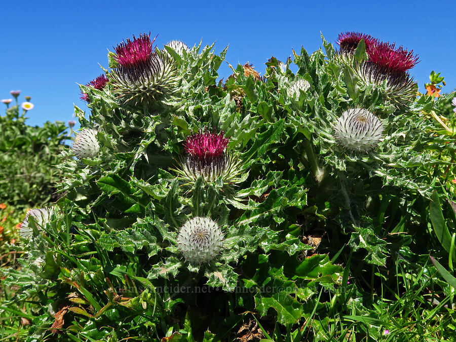 compact cobwebby thistle (Cirsium occidentale var. compactum) [Fiscalini Ranch Preserve, Cambria, San Luis Obispo County, California]