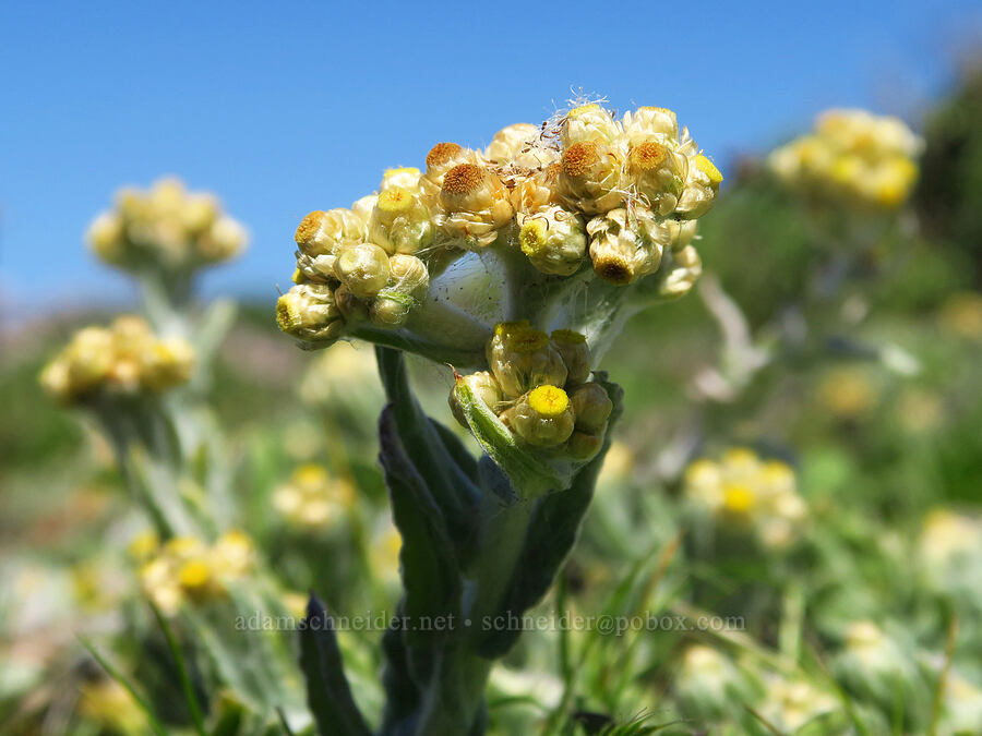 cotton-batting plant (Pseudognaphalium stramineum (Gnaphalium stramineum)) [Fiscalini Ranch Preserve, Cambria, San Luis Obispo County, California]