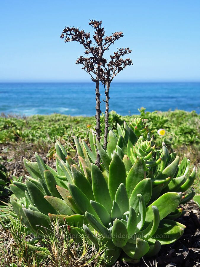 live-forever (which?) (Dudleya sp.) [Fiscalini Ranch Preserve, Cambria, San Luis Obispo County, California]