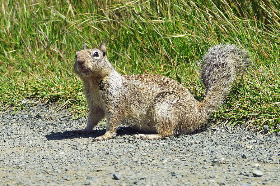 California ground squirrel (Otospermophilus beecheyi (Spermophilus beecheyi)) [Fiscalini Ranch Preserve, Cambria, San Luis Obispo County, California]