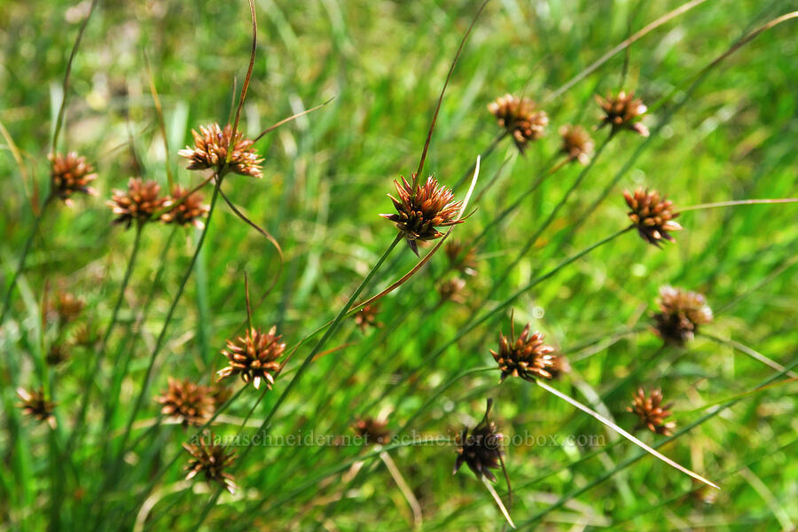 rush flowers (Juncus sp.) [Fiscalini Ranch Preserve, Cambria, San Luis Obispo County, California]