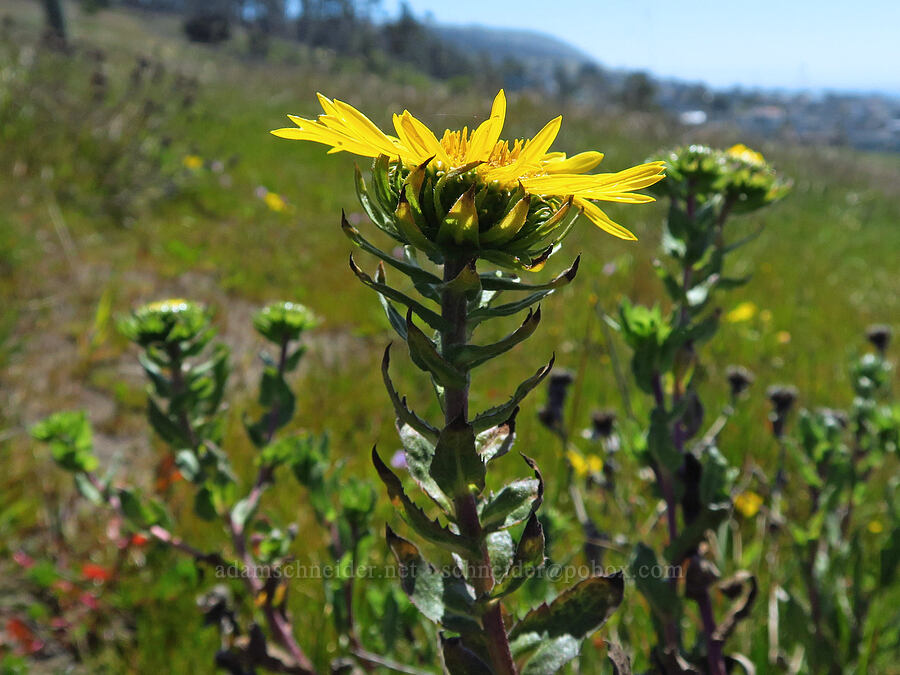 coastal gumweed (Grindelia stricta var. platyphylla) [Fiscalini Ranch Preserve, Cambria, San Luis Obispo County, California]