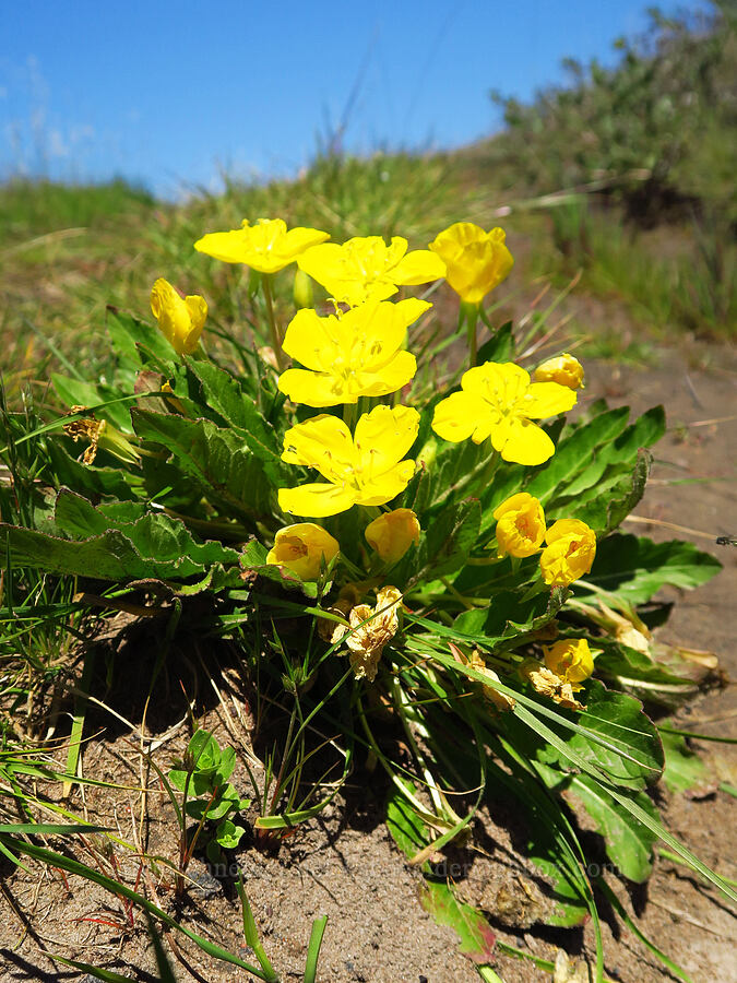 sun cups (golden-eggs) (Taraxia ovata (Camissonia ovata)) [Fiscalini Ranch Preserve, Cambria, San Luis Obispo County, California]