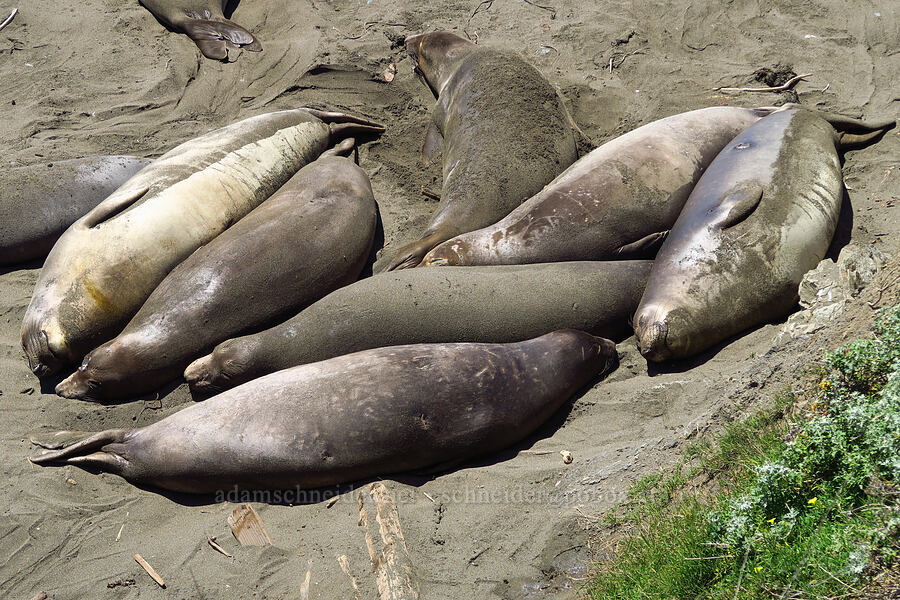 elephant seals (Mirounga angustirostris) [Hearst San Simeon State Park, San Luis Obispo County, California]