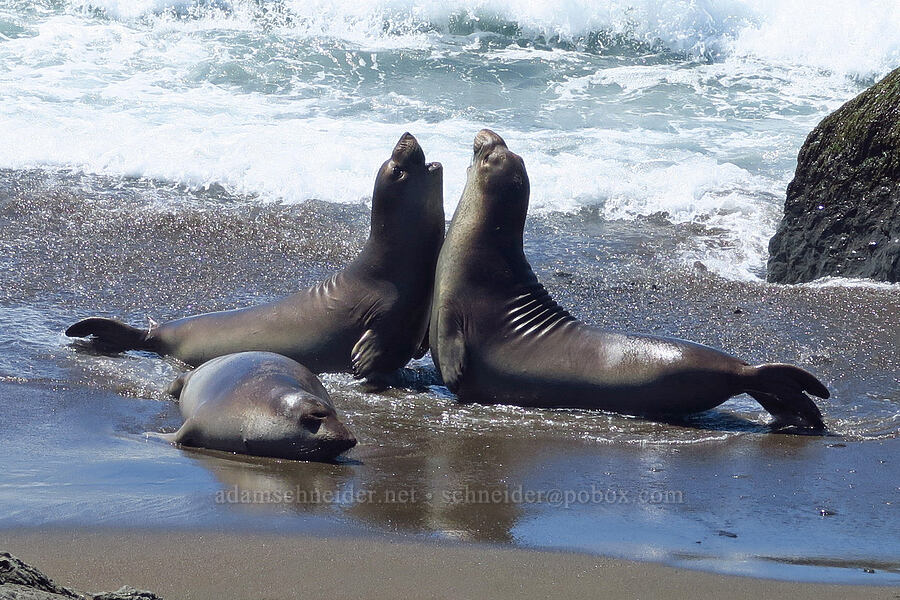 elephant seals (Mirounga angustirostris) [Hearst San Simeon State Park, San Luis Obispo County, California]