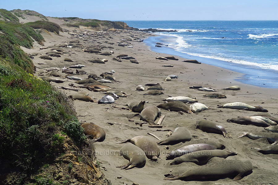 elephant seals (Mirounga angustirostris) [Hearst San Simeon State Park, San Luis Obispo County, California]