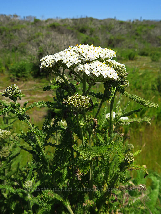 yarrow (Achillea millefolium) [Hearst San Simeon State Park, San Luis Obispo County, California]