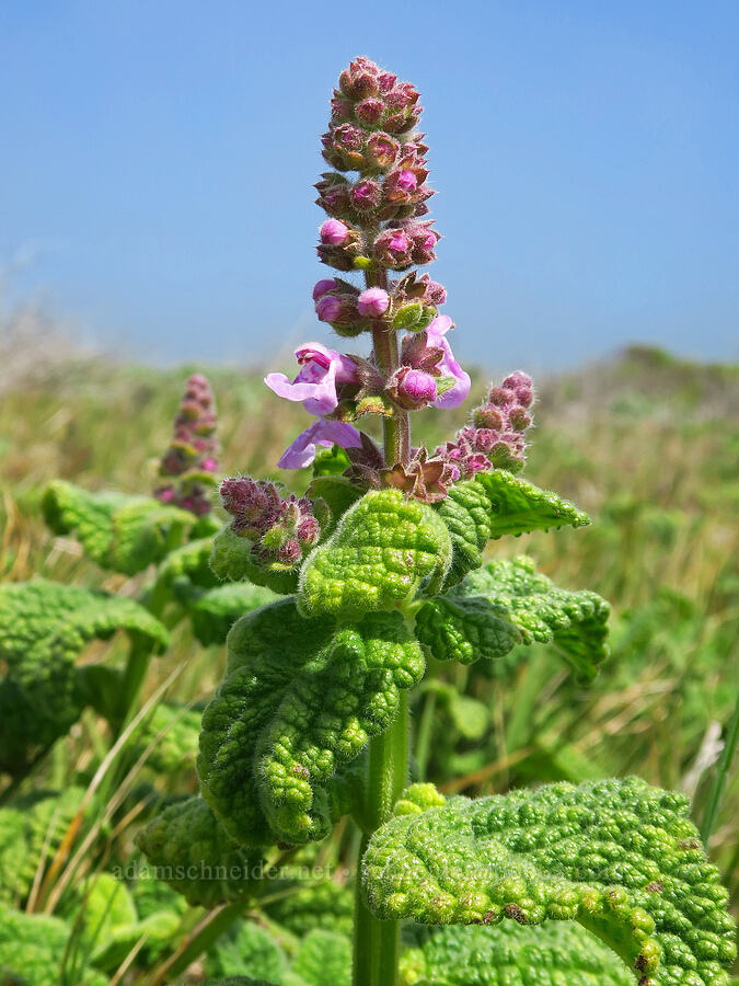 California hedge-nettle (Stachys bullata) [Hearst San Simeon State Park, San Luis Obispo County, California]