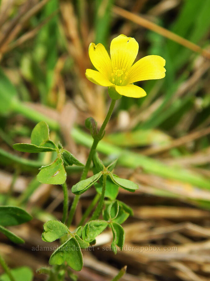 hairy wood sorrel (Oxalis pilosa (Oxalis albicans ssp. pilosa)) [Hearst San Simeon State Park, San Luis Obispo County, California]