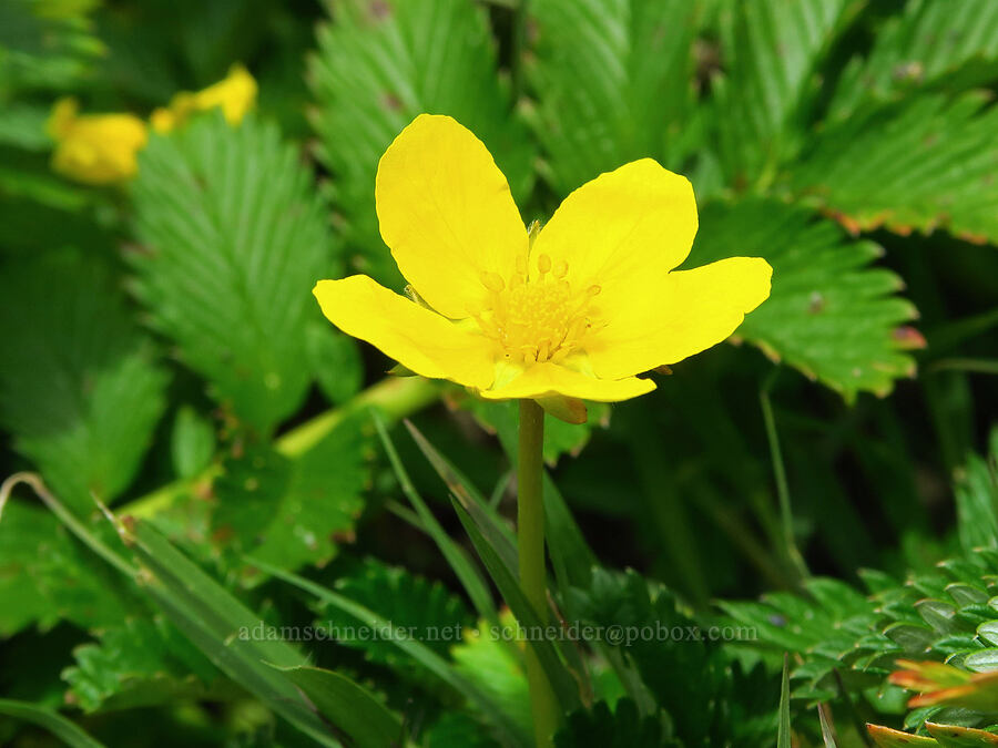 silver-weed cinquefoil (Potentilla anserina ssp. pacifica (Argentina pacifica)) [Hearst San Simeon State Park, San Luis Obispo County, California]