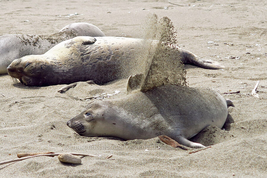 elephant seal, flipping sand (Mirounga angustirostris) [Hearst San Simeon State Park, San Luis Obispo County, California]