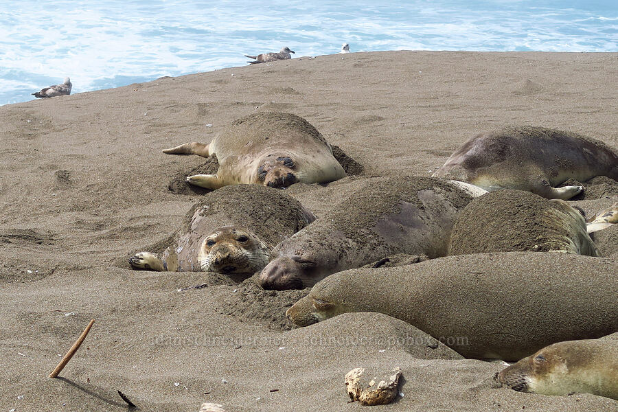 elephant seals (Mirounga angustirostris) [Hearst San Simeon State Park, San Luis Obispo County, California]