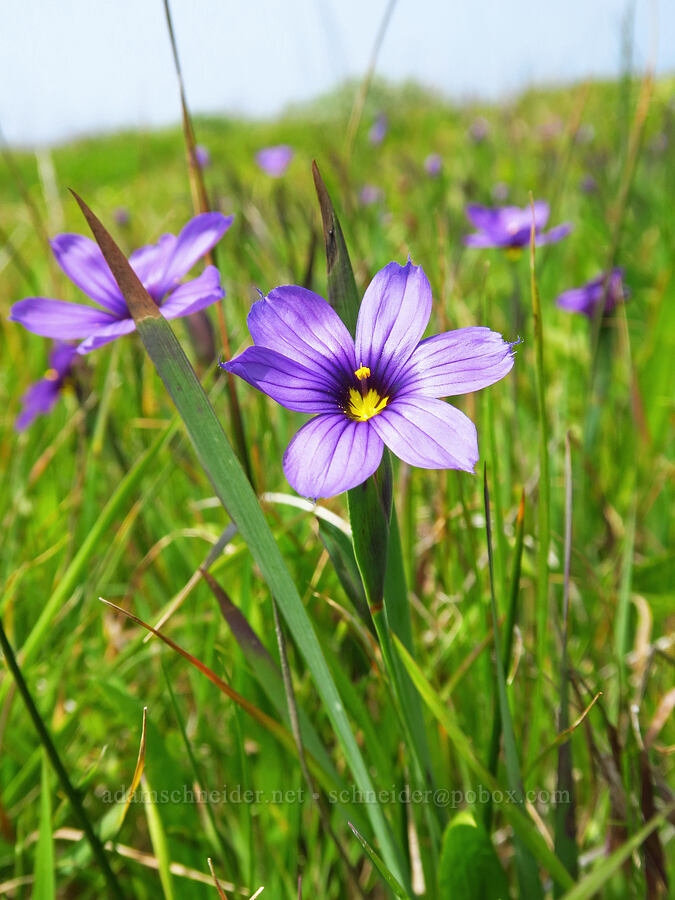 western blue-eyed-grass (Sisyrinchium bellum) [Hearst San Simeon State Park, San Luis Obispo County, California]