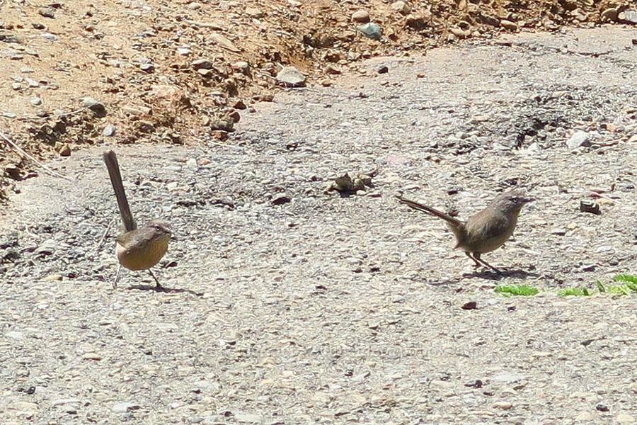 wrentits (Chamaea fasciata) [Hearst San Simeon State Park, San Luis Obispo County, California]