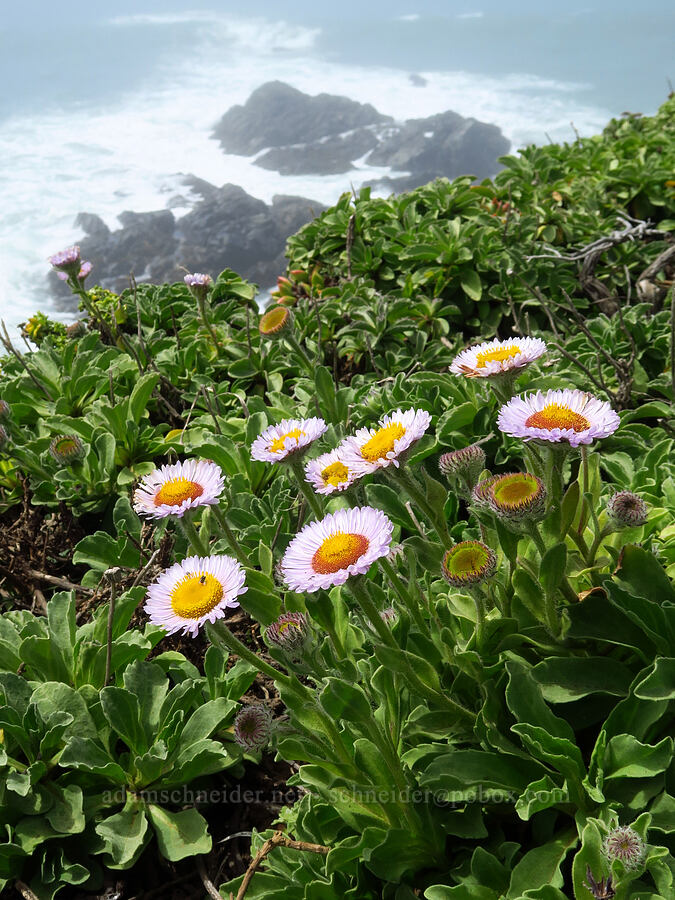 seaside daisies/fleabane (Erigeron glaucus) [Hearst San Simeon State Park, San Luis Obispo County, California]