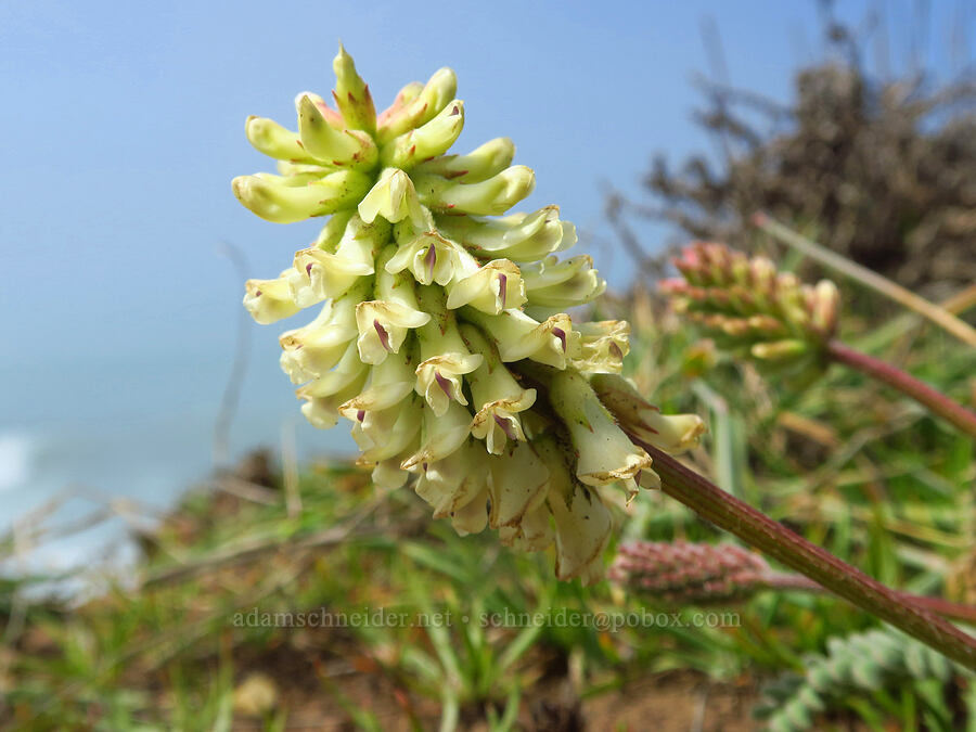 Nuttall's milk-vetch (Astragalus nuttallii) [Hearst San Simeon State Park, San Luis Obispo County, California]