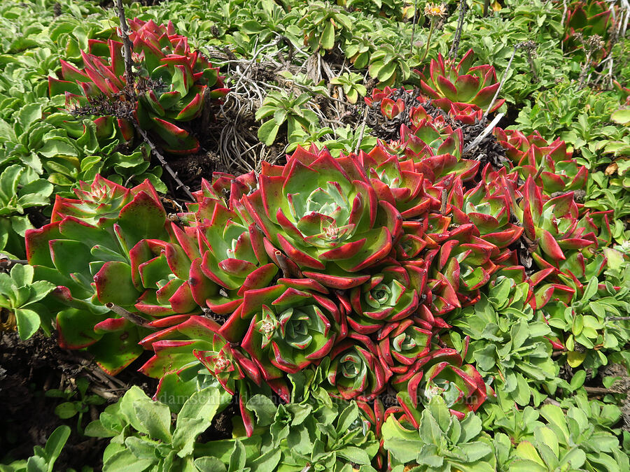 Palmer's live-forever & seaside fleabane leaves (Dudleya palmeri, Erigeron glaucus) [Hearst San Simeon State Park, San Luis Obispo County, California]