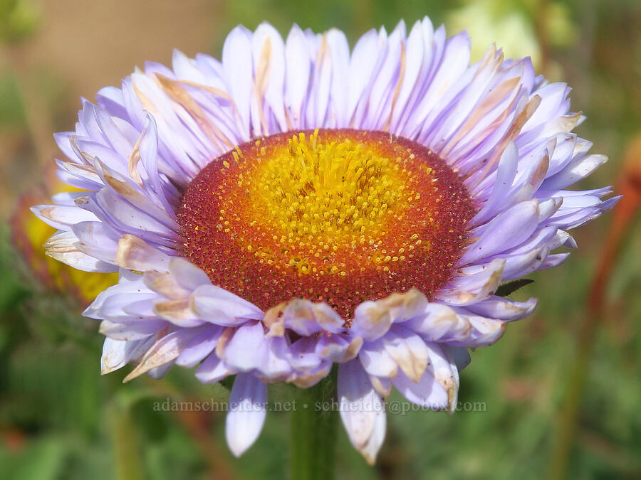 seaside daisy/fleabane (Erigeron glaucus) [Hearst San Simeon State Park, San Luis Obispo County, California]