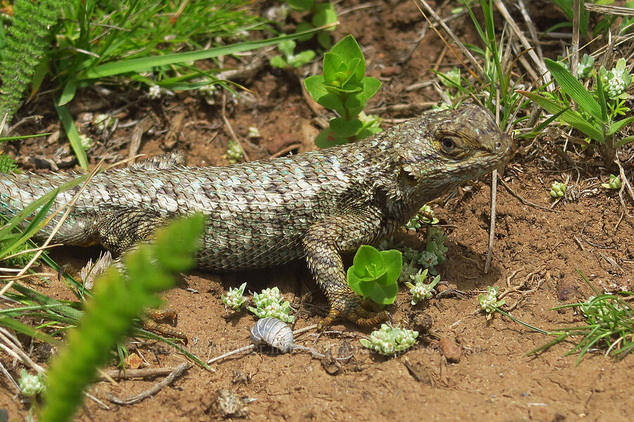 fence lizard & woolly marbles (Sceloporus occidentalis bocourtii, Psilocarphus tenellus) [Hearst San Simeon State Park, San Luis Obispo County, California]