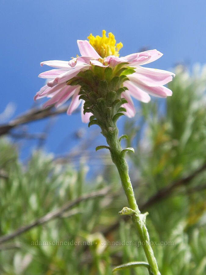 sand-aster (Corethrogyne filaginifolia (Lessingia filaginifolia)) [Hearst San Simeon State Park, San Luis Obispo County, California]