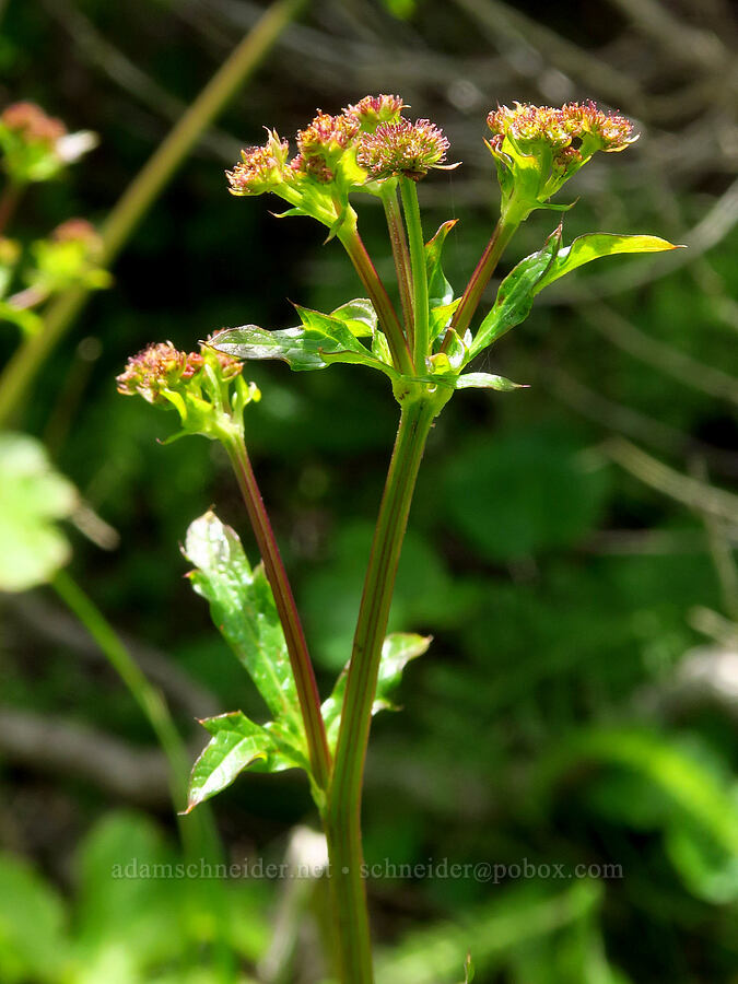 Hoffman's sanicle (Sanicula hoffmannii) [Hearst San Simeon State Park, San Luis Obispo County, California]