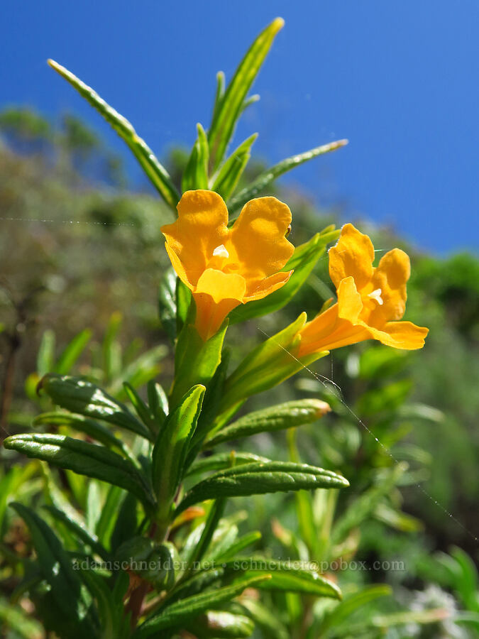 sticky bush monkeyflower (Diplacus aurantiacus (Mimulus aurantiacus)) [Highway 1, San Luis Obispo County, California]