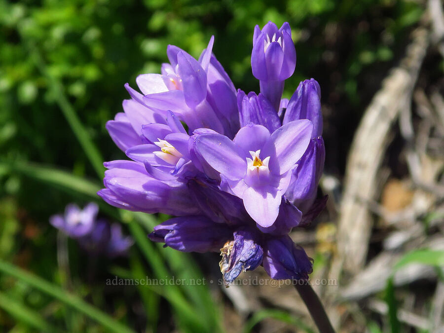 blue dicks (Dipterostemon capitatus (Dichelostemma capitatum)) [Highway 1, Monterey County, California]