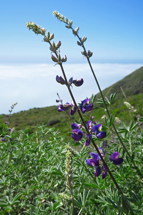 lupine (Lupinus sp.) [Highway 1, Monterey County, California]