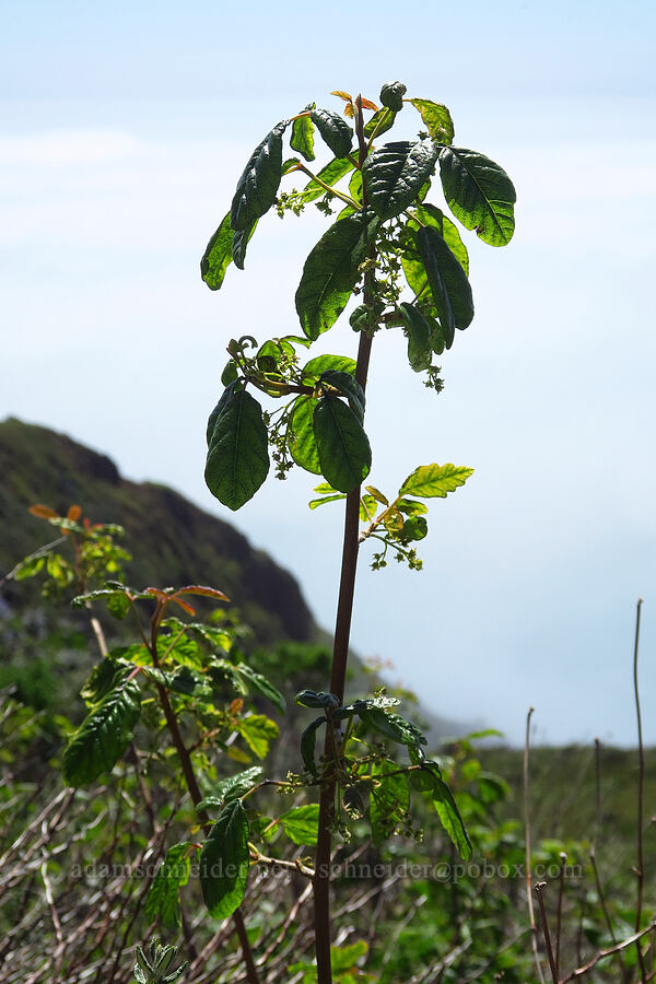 poison-oak (Toxicodendron diversilobum (Rhus diversiloba)) [Highway 1, Monterey County, California]