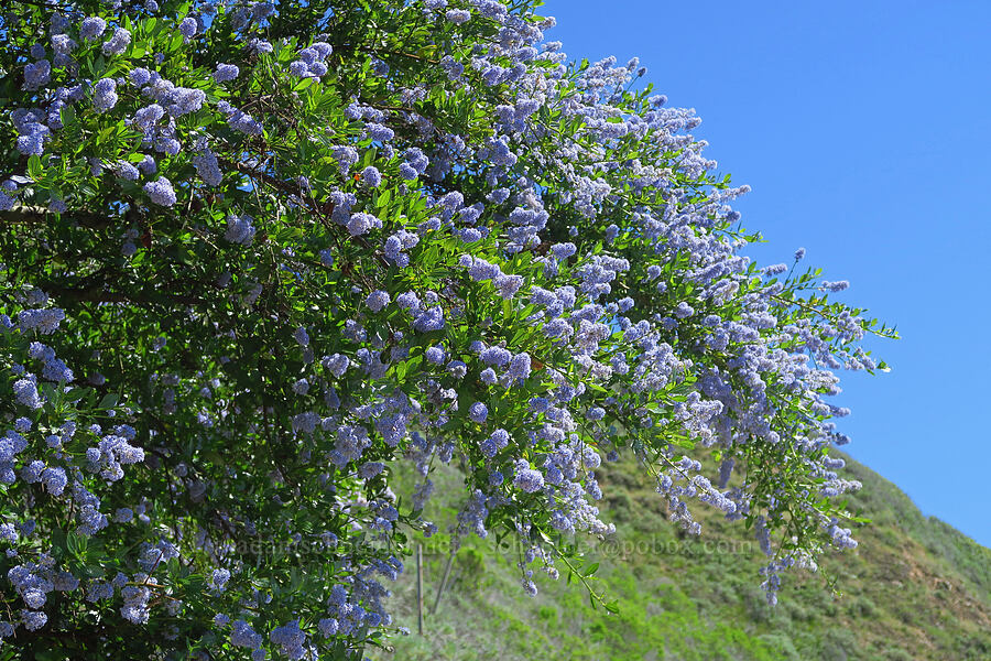 blue-blossom ceanothus (Ceanothus thyrsiflorus) [Highway 1, Monterey County, California]