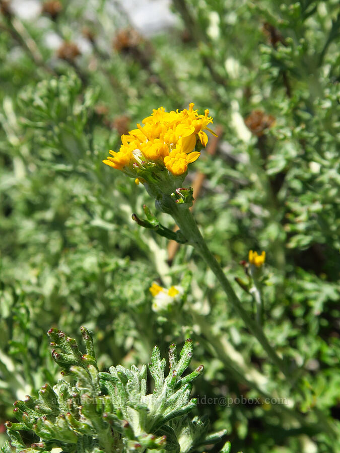 woolly sunflower (which?) (Eriophyllum sp.) [Highway 1, Monterey County, California]