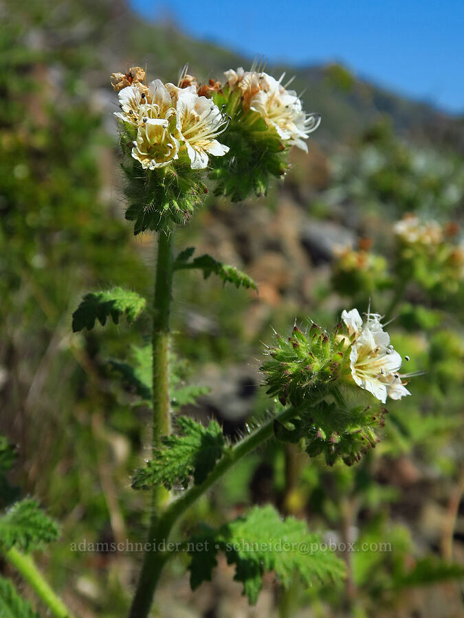 stinging phacelia (Phacelia malvifolia) [Highway 1, Monterey County, California]