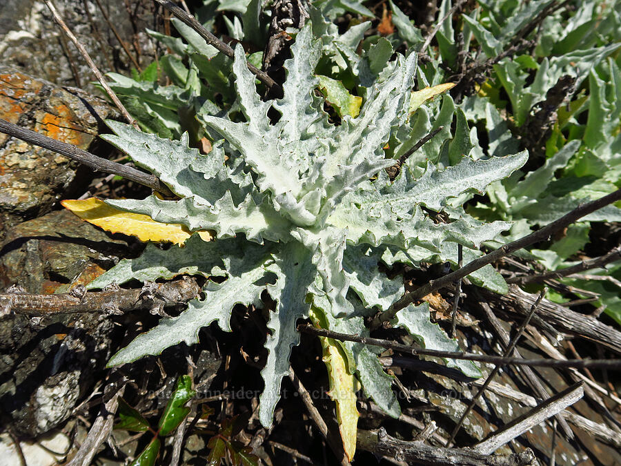 thistle leaves (Cirsium sp.) [Highway 1, Monterey County, California]