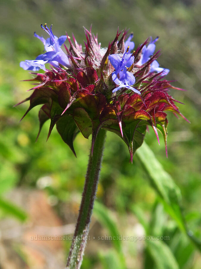 chia sage (Salvia columbariae) [Highway 1, Monterey County, California]