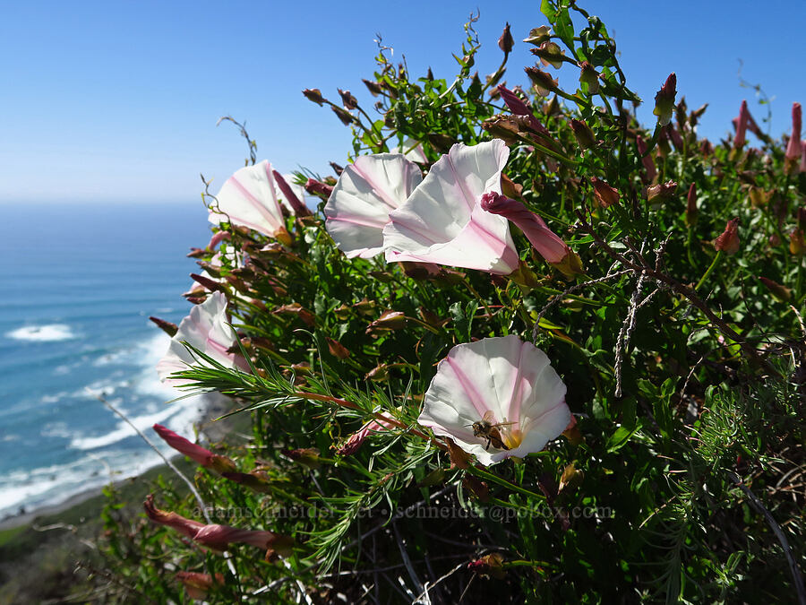 coast morning-glories (Calystegia macrostegia ssp. cyclostegia) [Highway 1, Monterey County, California]