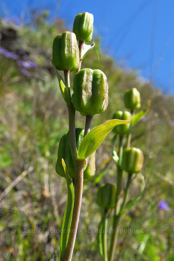 checker lily, going to seed (Fritillaria affinis) [Highway 1, Monterey County, California]