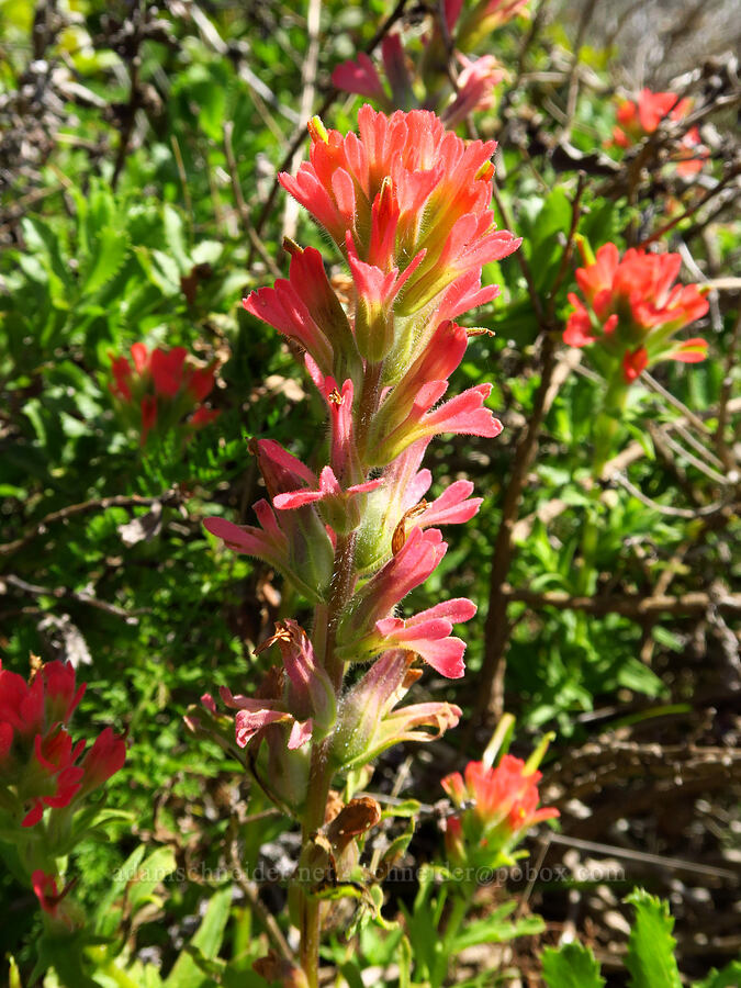 coast paintbrush (Castilleja affinis) [Highway 1, Monterey County, California]