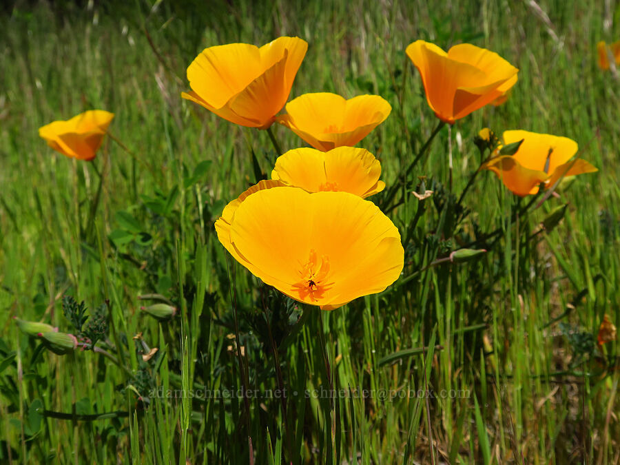 California poppies (Eschscholzia californica) [Highway 1, Monterey County, California]