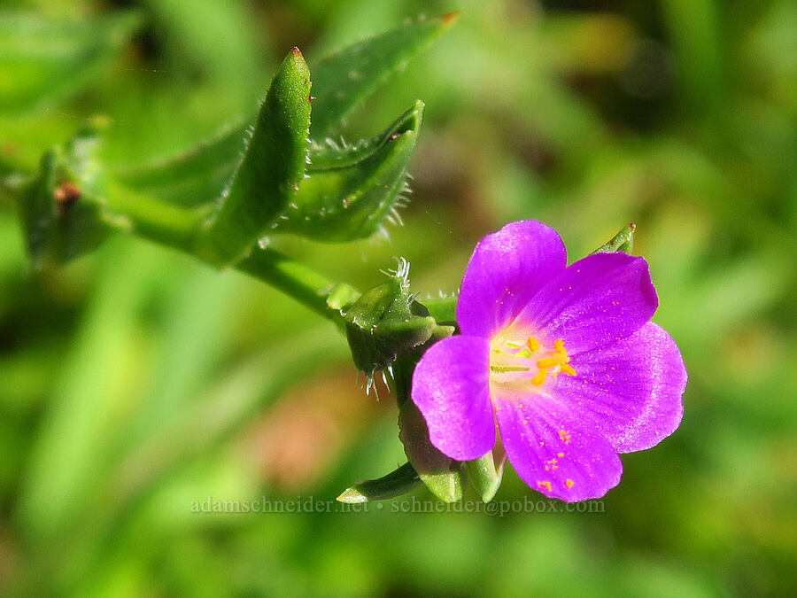 red maids (Calandrinia ciliata (Calandrinia menziesii)) [Highway 1, Monterey County, California]