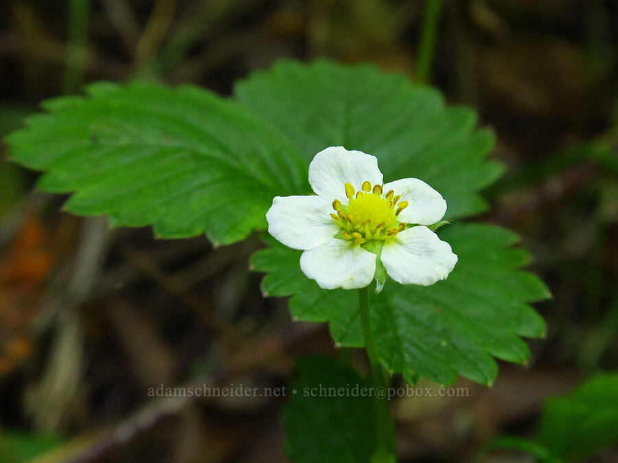 wild strawberry (Fragaria vesca) [Soda Springs Trail, Los Padres National Forest, Monterey County, California]