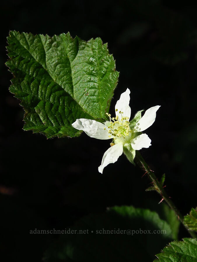 California blackberry (Rubus ursinus) [Soda Springs Trail, Los Padres National Forest, Monterey County, California]