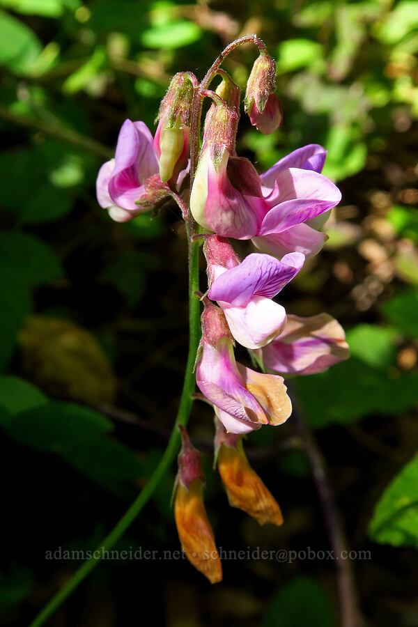 Pacific pea-vine (Lathyrus vestitus var. vestitus) [Soda Springs Trail, Los Padres National Forest, Monterey County, California]