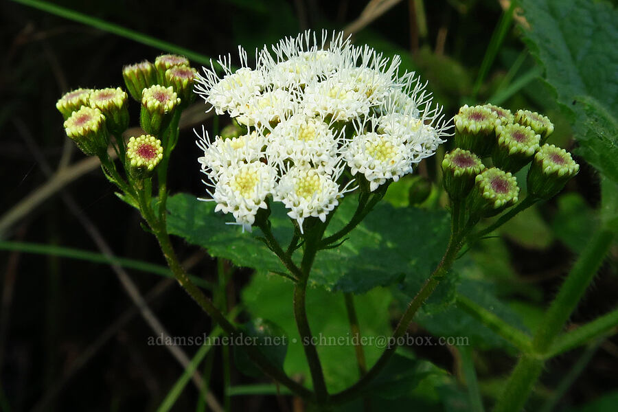 sticky snakeroot (Ageratina adenophora (Eupatorium adenophorum)) [Soda Springs Trail, Los Padres National Forest, Monterey County, California]